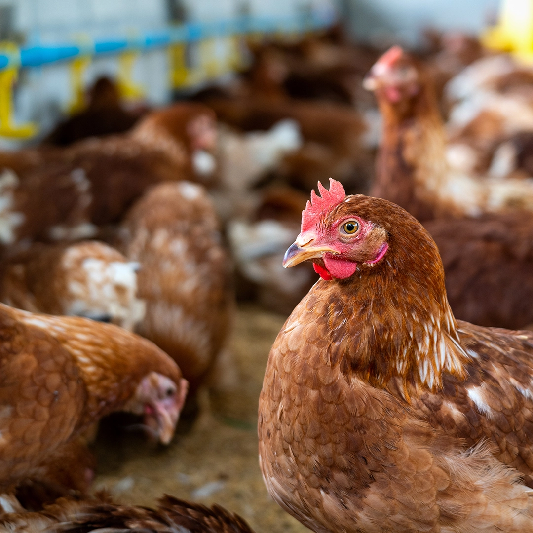 Ayam-ayam di peternakan sebagai sumber limbah hewan